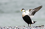 common eider duck