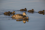 swimming Eider Ducks