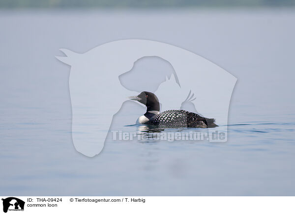 Eistaucher / common loon / THA-09424