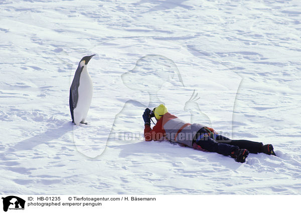 photographed emperor penguin / HB-01235