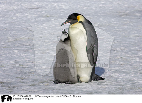 Emperor Penguins / FLPA-02838