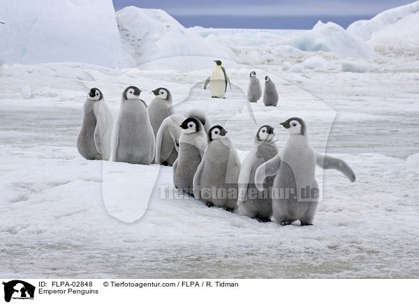 Kaiserpinguine / Emperor Penguins / FLPA-02848