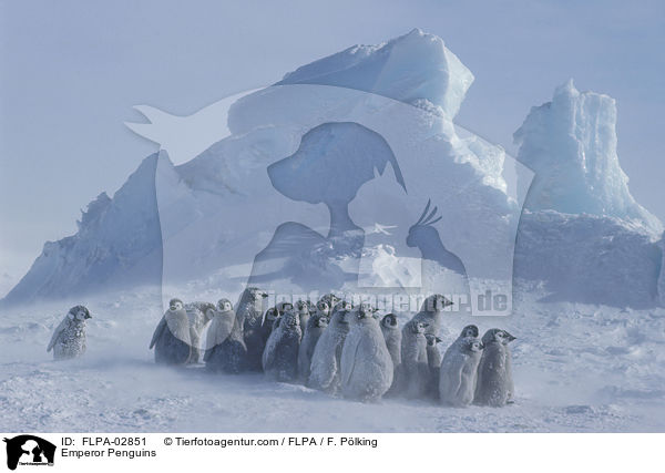 Emperor Penguins / FLPA-02851