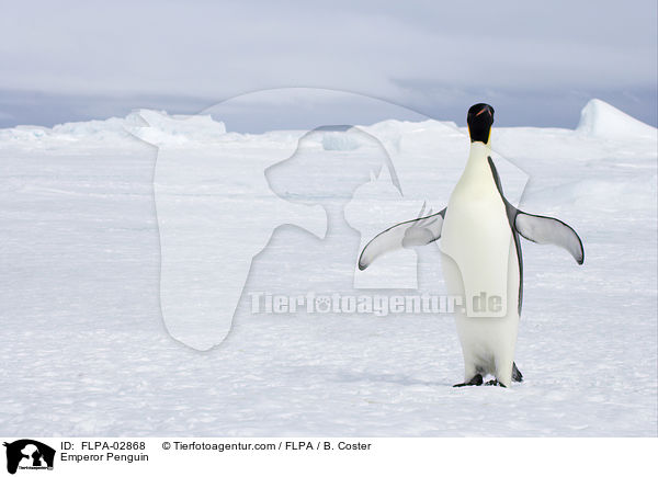 Emperor Penguin / FLPA-02868