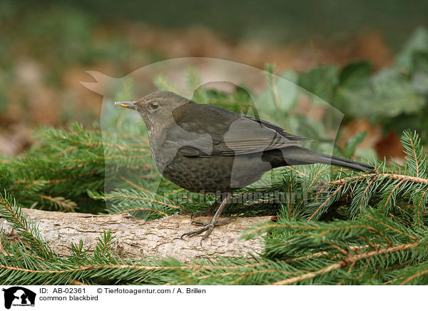 Amsel / common blackbird / AB-02361