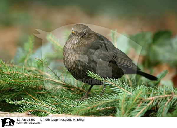Amsel / common blackbird / AB-02363
