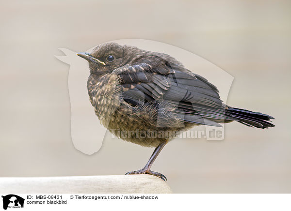 common blackbird / MBS-09431