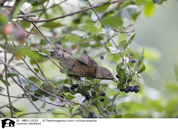 common blackbird / MBS-12033