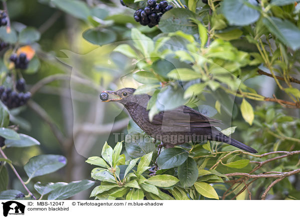 common blackbird / MBS-12047