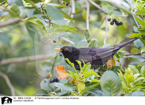 common blackbird / MBS-12048