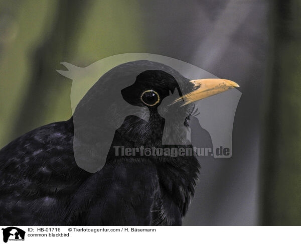 common blackbird / HB-01716