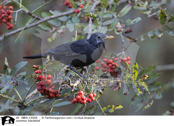 common blackbird / MBS-14908