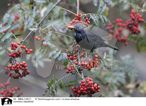 common blackbird / MBS-14911