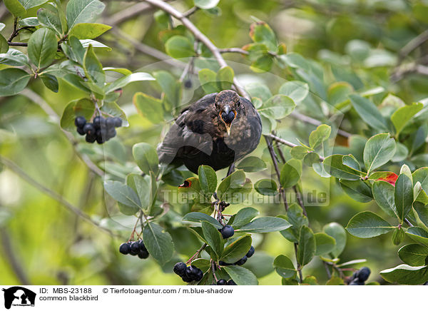 common blackbird / MBS-23188