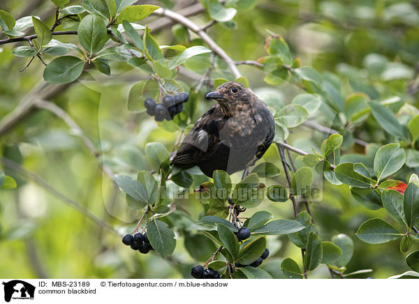 common blackbird / MBS-23189
