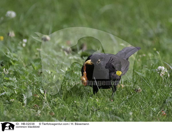 common blackbird / HB-02038