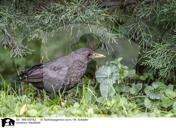 Amsel / common blackbird / WS-09762