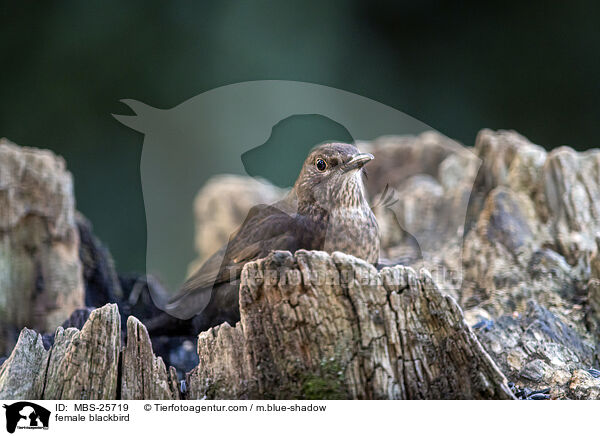 weibliche Amsel / female blackbird / MBS-25719