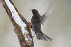 common blackbird