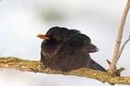 common blackbird