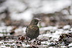 common blackbird