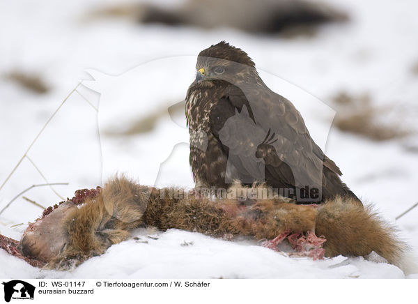 Bussard mit totem Fuchs / eurasian buzzard / WS-01147