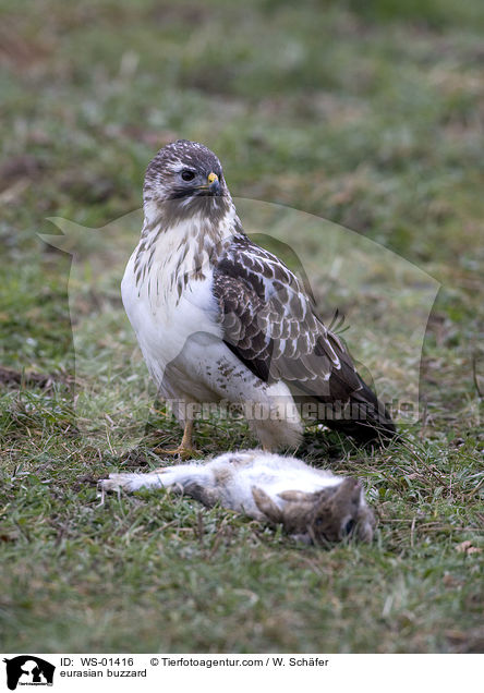 Musebussard vor einem toten Kaninchen / eurasian buzzard / WS-01416