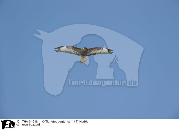 common buzzard / THA-04518
