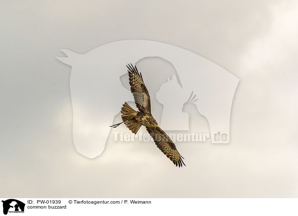 common buzzard / PW-01939