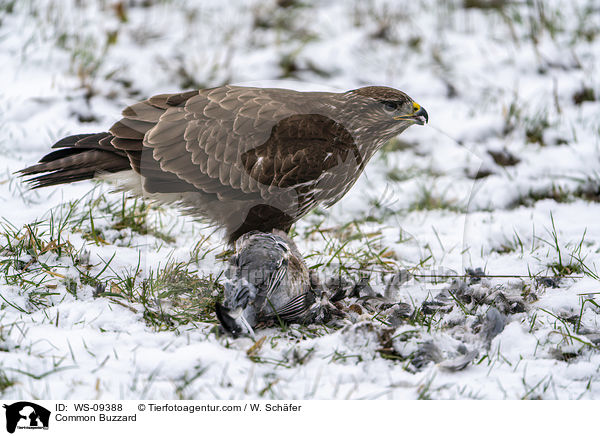 Common Buzzard / WS-09388