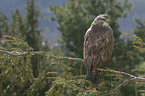 common buzzard