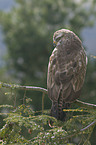 common buzzard