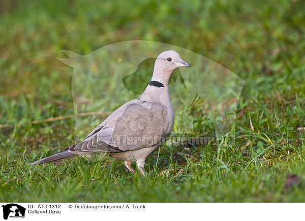 Collared Dove / AT-01312