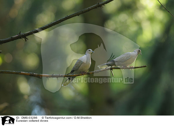 Eurasian collared doves / DMS-03286