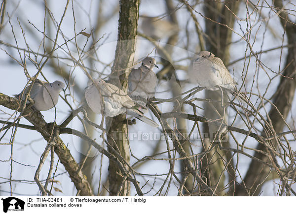 Eurasian collared doves / THA-03481