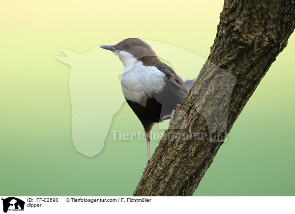 dipper / FF-02690