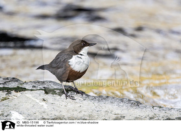 white-throated water ouzel / MBS-15196