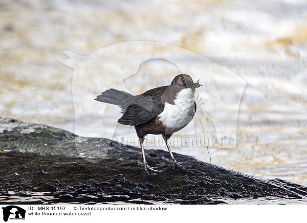 white-throated water ouzel / MBS-15197