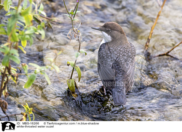 white-throated water ouzel / MBS-16266