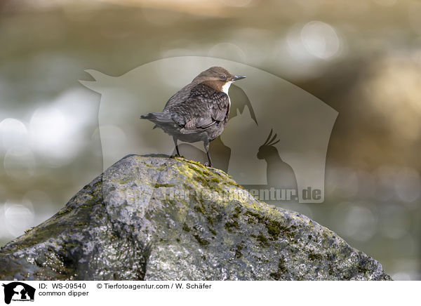 Eurasische Wasseramsel / common dipper / WS-09540