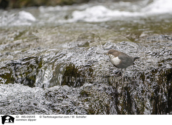 Eurasische Wasseramsel / common dipper / WS-09545