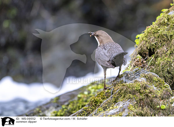 common dipper / WS-09552