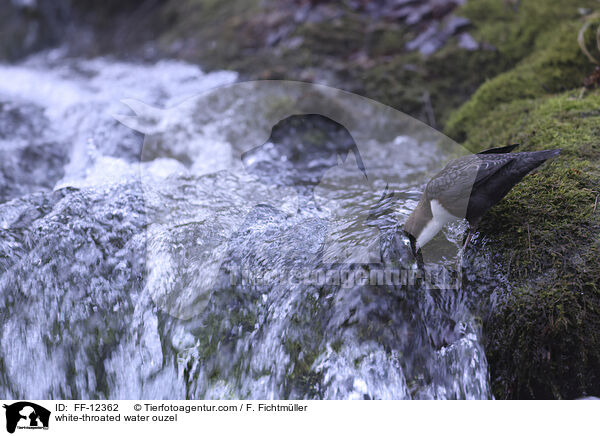 white-throated water ouzel / FF-12362