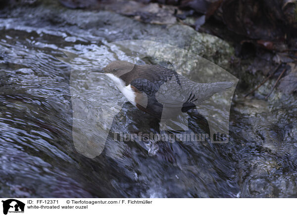 white-throated water ouzel / FF-12371