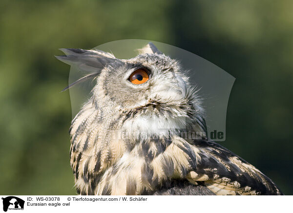 Uhu / Eurasian eagle owl / WS-03078