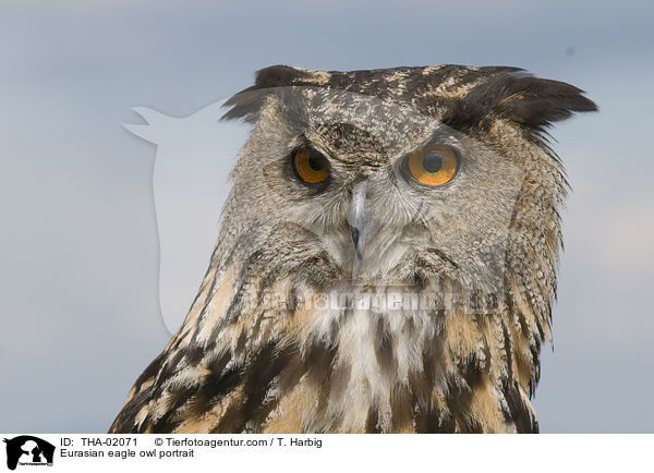 Uhu Portrait / Eurasian eagle owl portrait / THA-02071