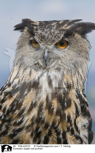 Uhu Portrait / Eurasian eagle owl portrait / THA-02072