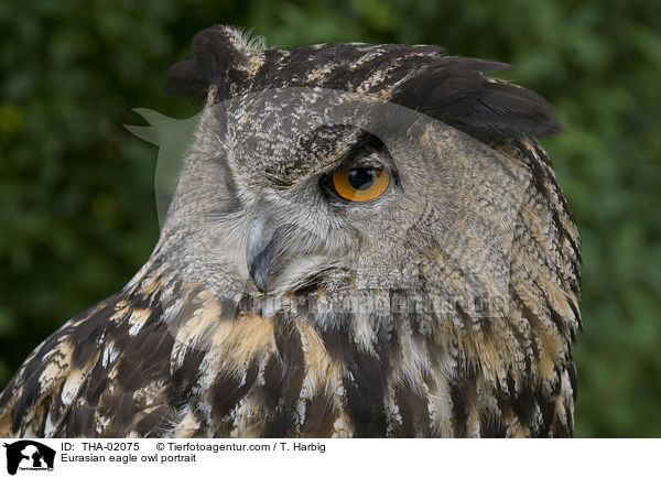 Uhu Portrait / Eurasian eagle owl portrait / THA-02075