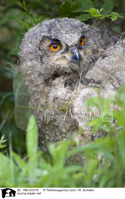 junger Uhu / young eagle owl / WS-03316