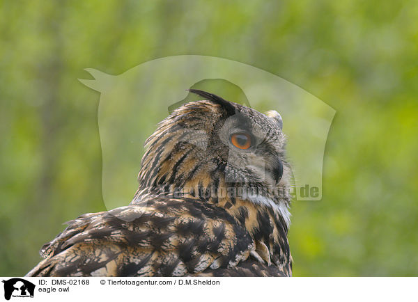 Uhu / eagle owl / DMS-02168
